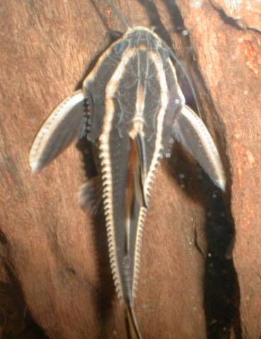 phot courtesy of Molluscan.com